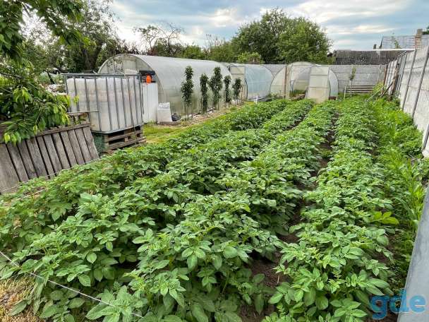 Продам дом с большой плантацией ягод и садом, Корма, фотография 6