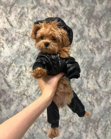 мини мальтипу ф1 девочка и мальчик  maltipoo f1 girl, фотография 12