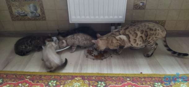 Котята бенгальской породы, фотография 2
