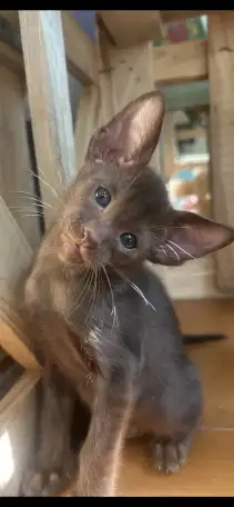 Ориентальные котята к продаже, фотография 3