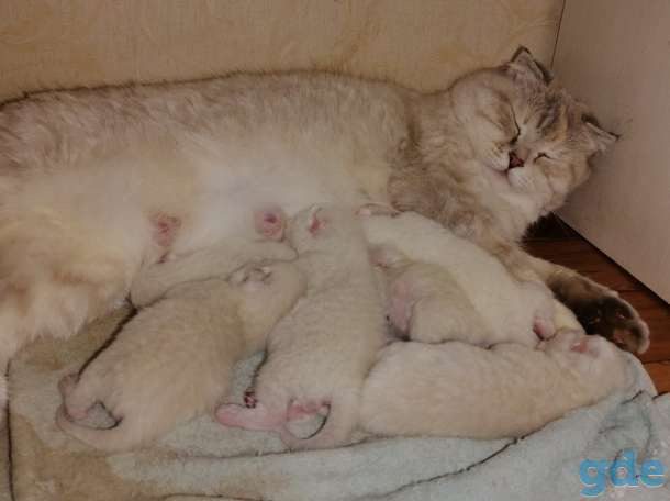 Шотландский кот, фотография 2