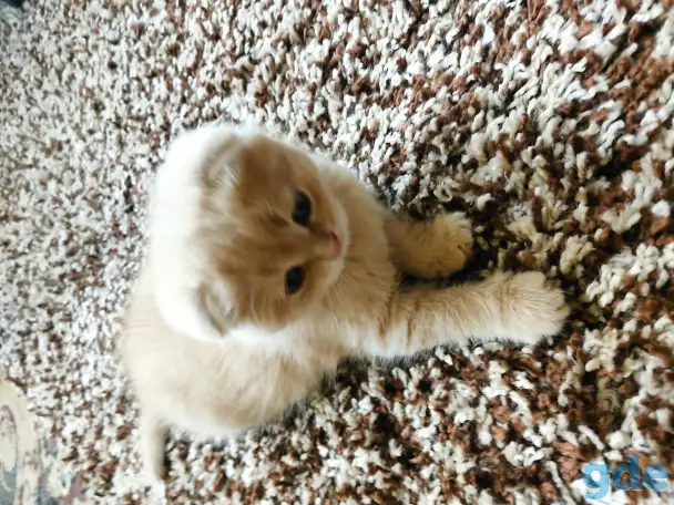 Шотландский котёнок, фотография 6