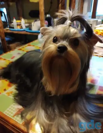 Щенки Йоркширский терьер, фотография 2