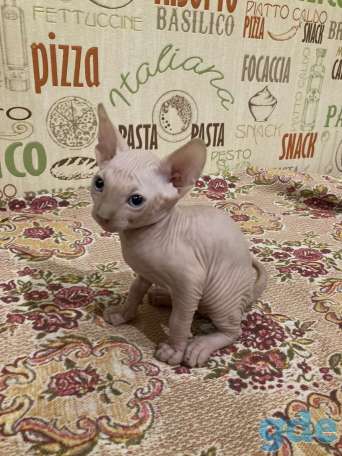Продаю котят канадского сфинкса, фотография 3