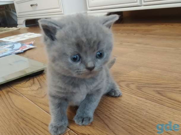 Продажа шотландских котят, фотография 3