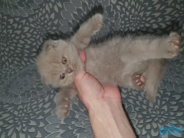 Продажа котят, фотография 11