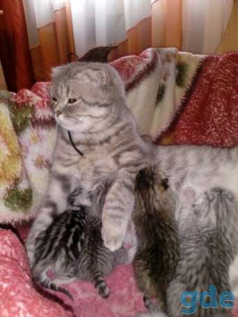 Шотландские котята от правильной вязки, фотография 1