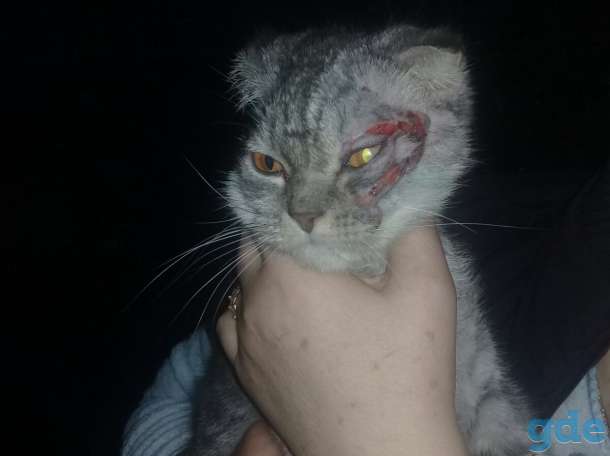 Потерялся котенок, фотография 1