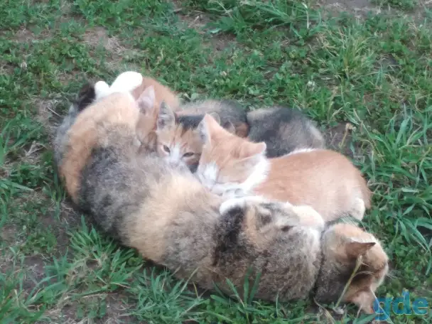 Котята в дар, фотография 1