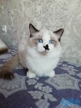 Котёнок Рэгдолл в любящую семью, фотография 3