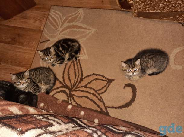 Продам британских котят (девочки), фотография 2