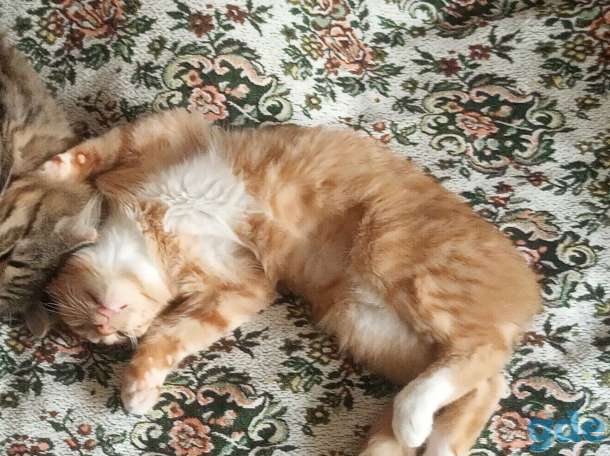 Котёнок в дар, фотография 1
