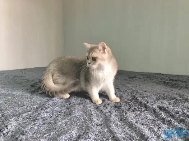 Шотландская кошка голубая золотая шиншилла, фотография 9