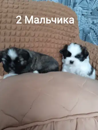Продам щенков ши-тцу, фотография 2