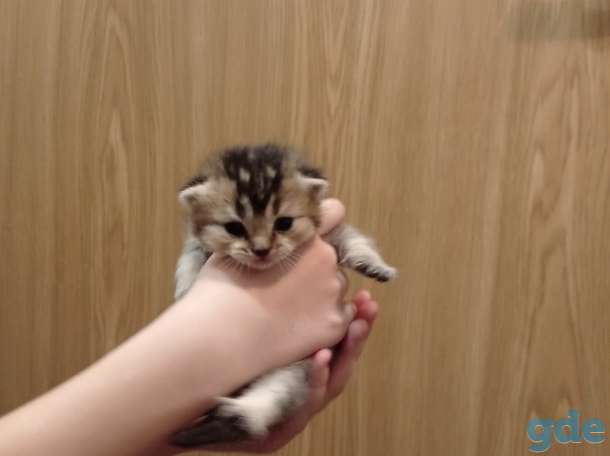 Шотландские котята, фотография 1