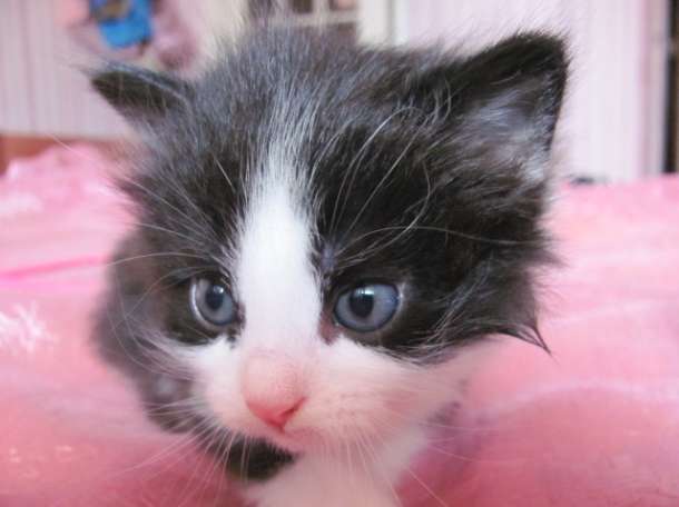 Отдам котят бесплатно, фотография 3