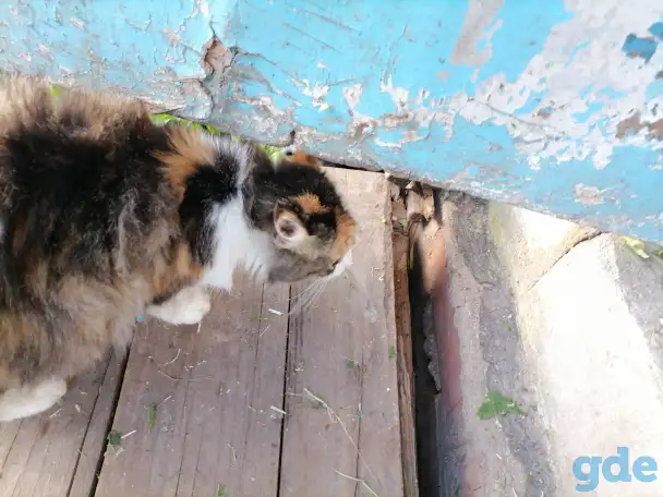Котята в добрые руки, фотография 4