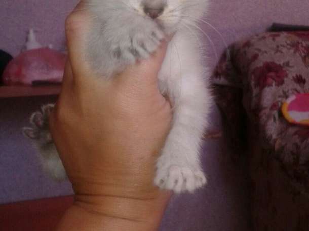 Отдам котят в хорошие руки)), фотография 2