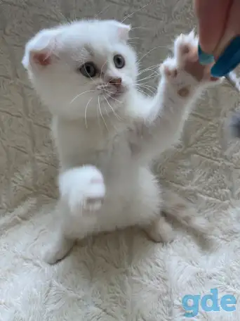 Шотландские милашки, фотография 3
