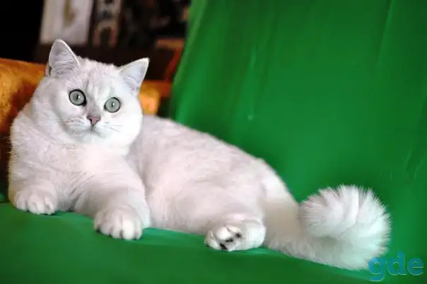 Котята британские, фотография 1