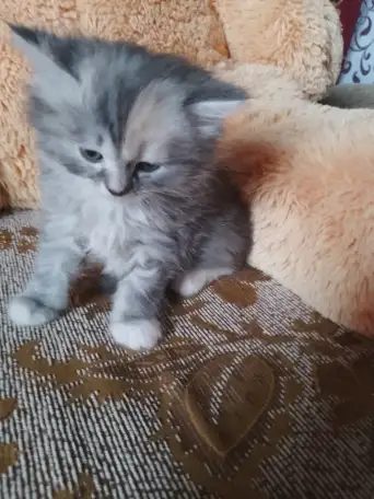британские котята, фотография 14