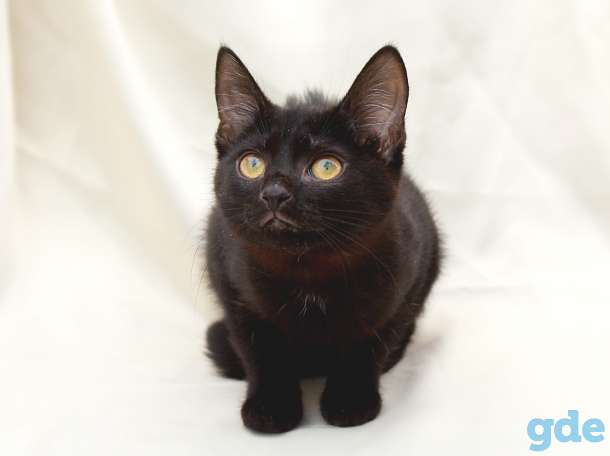 Минск. Котенок в дар!, фотография 6