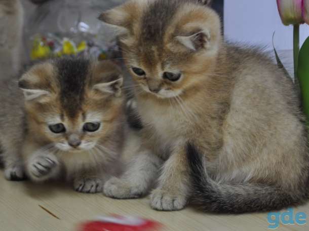 Шотладские котята, фотография 1