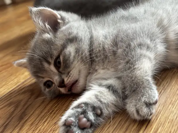 Котята шотландские, фотография 10