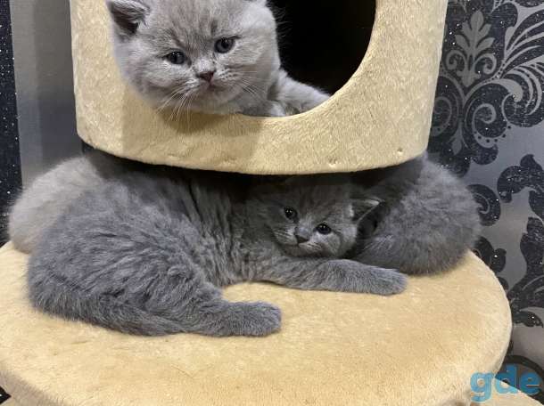 Продам шикарных британских котят, фотография 1