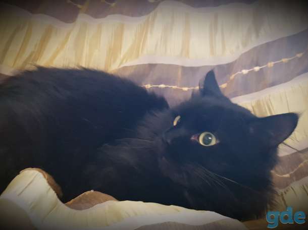 Котик в дар., фотография 2