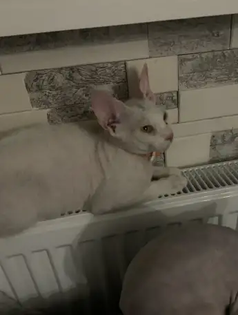 Котенок сфинкса браш арлекин 5 месяцев, фотография 2