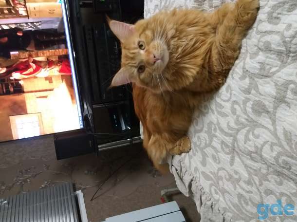 Котята мейн-кун, фотография 10