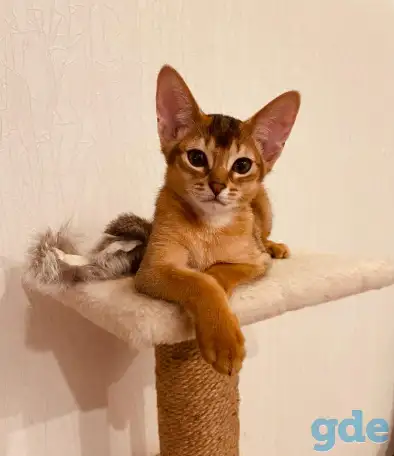 Абиссинские котята, фотография 1