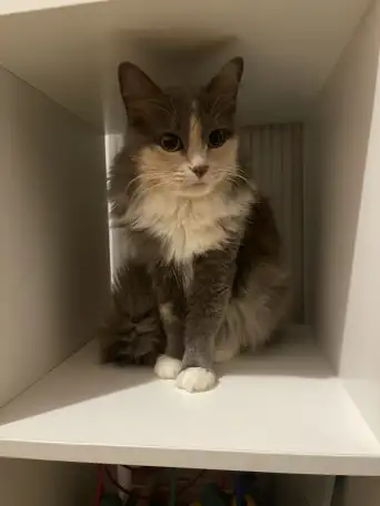Трёхцветная кошечка Эльза ищет дом и любящую семью!, фотография 2