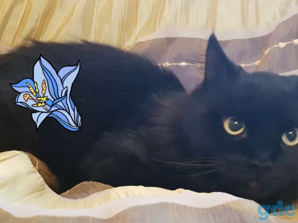 Котик в дар., фотография 1