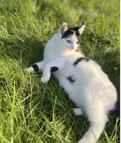 Котенок ищет дом!, фотография 5