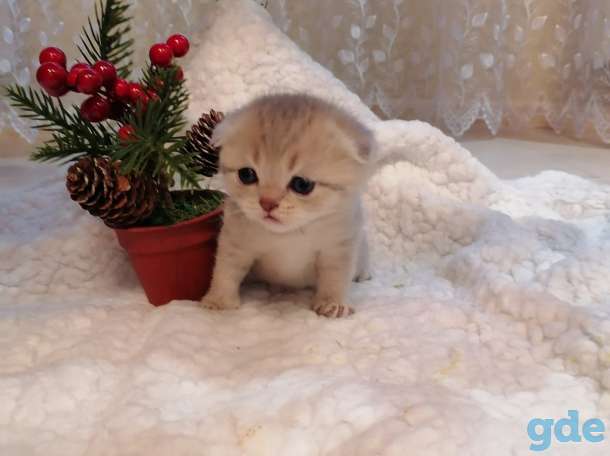Котята, фотография 7