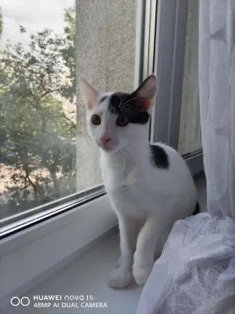 Котенок Лелик в дар!, фотография 2