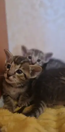 Ориентальные котята, фотография 5