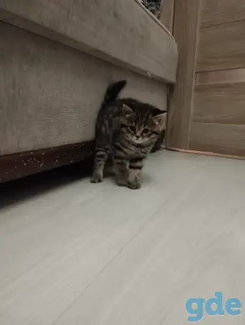 Шотландские котята, фотография 4
