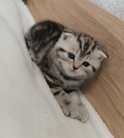 Котята шотландские., фотография 6
