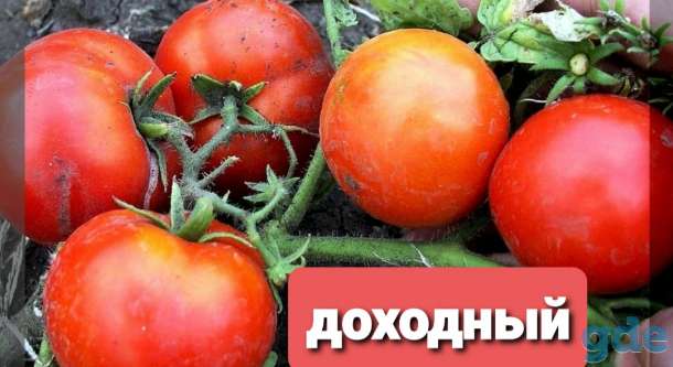 Рассада томатов, фотография 1