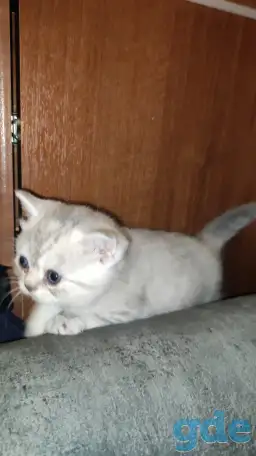 Шотландские чистокровные котята, фотография 8