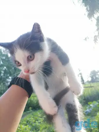 Котята в добрые руки, фотография 3