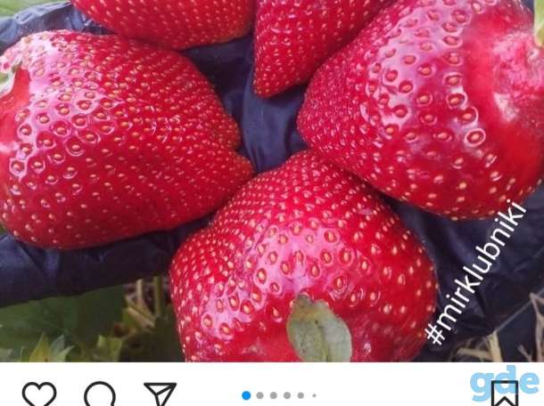 Саженцы клубники по технологии фриго, фотография 1