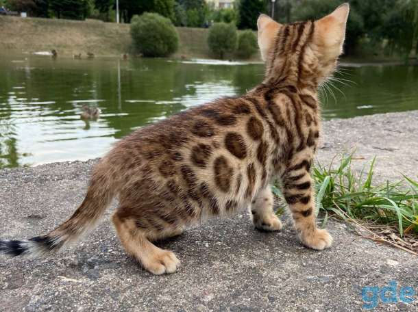 Бенгальские котята, фотография 8