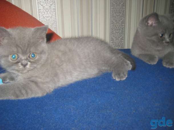 Британские котята, фотография 2