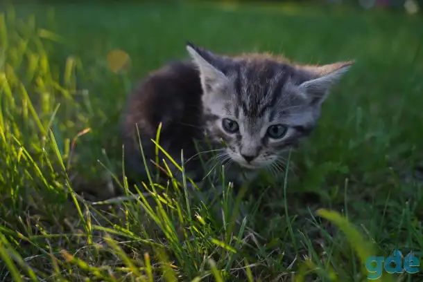 Котята в хорошие руки, фотография 4