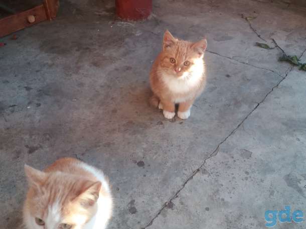 котята, фотография 1