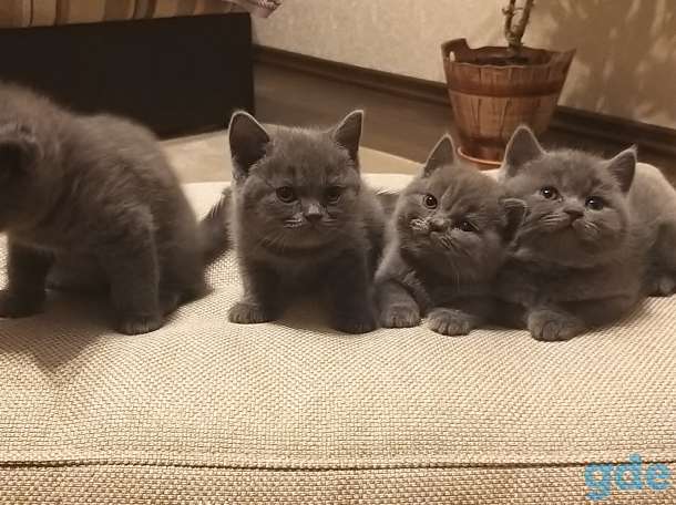 Британские котята, фотография 1